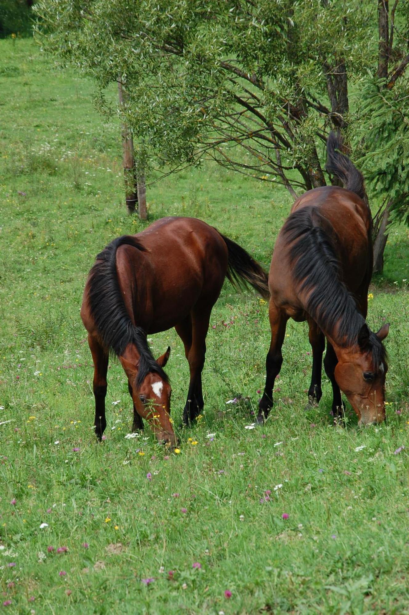 Domek Trohaniec Lesny Villa Lutowiska Dış mekan fotoğraf